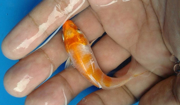 周轉(zhuǎn)箱養(yǎng)魚靠譜嗎？怕漏水看這里