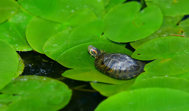 養(yǎng)龜周轉(zhuǎn)箱買白色還是藍(lán)色？它顏色的秘密是？